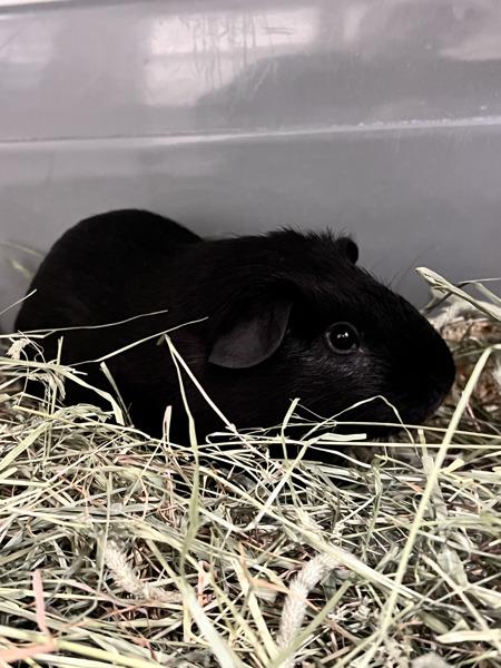 Enlarge Pip, a Adoptable mixed breed in Novato, CA image 3/3