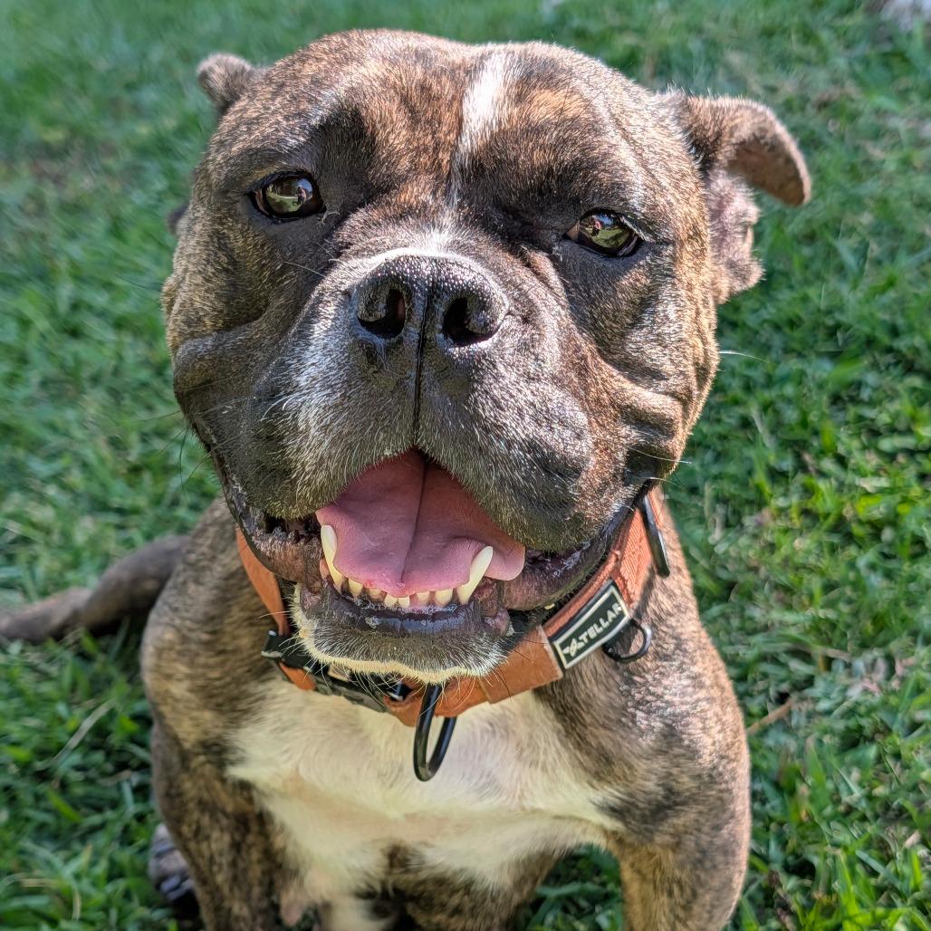 Enlarge Delilah, a Adoptable Pit Bull Terrier in Sacramento, CA image 1/1