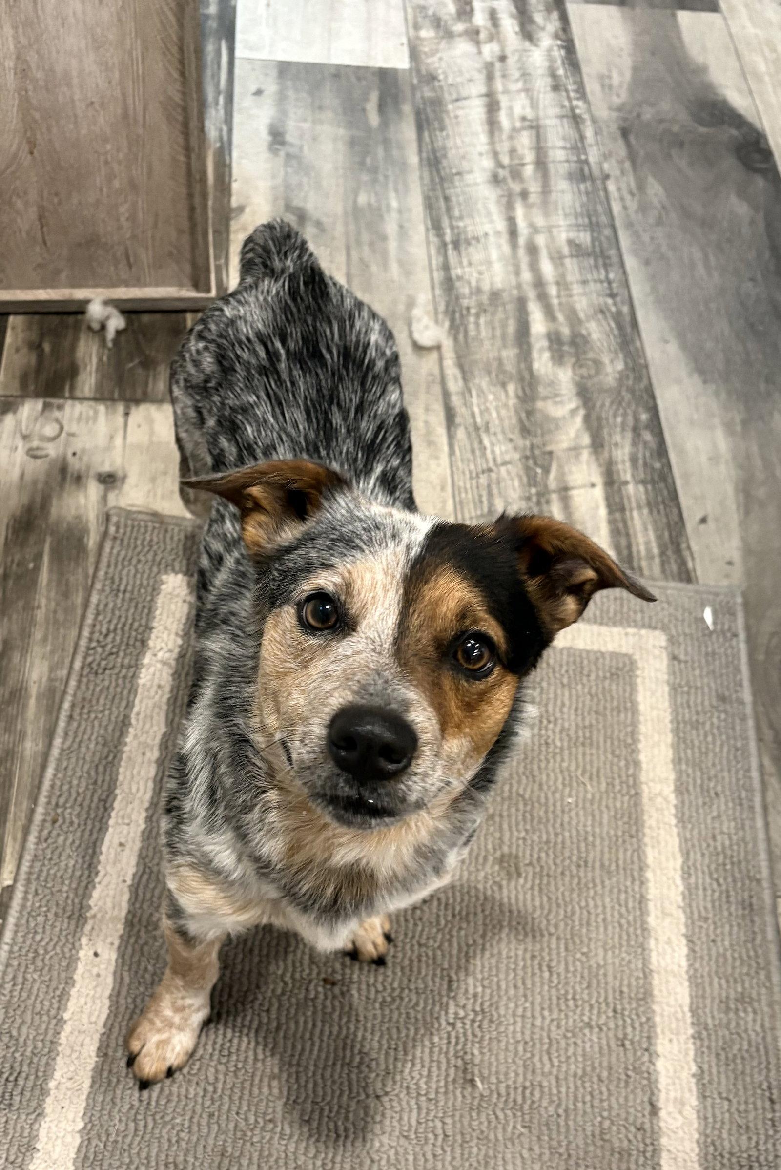 Enlarge Bluey, a Adoptable mixed breed in Mount Pleasant, SC image 2/2