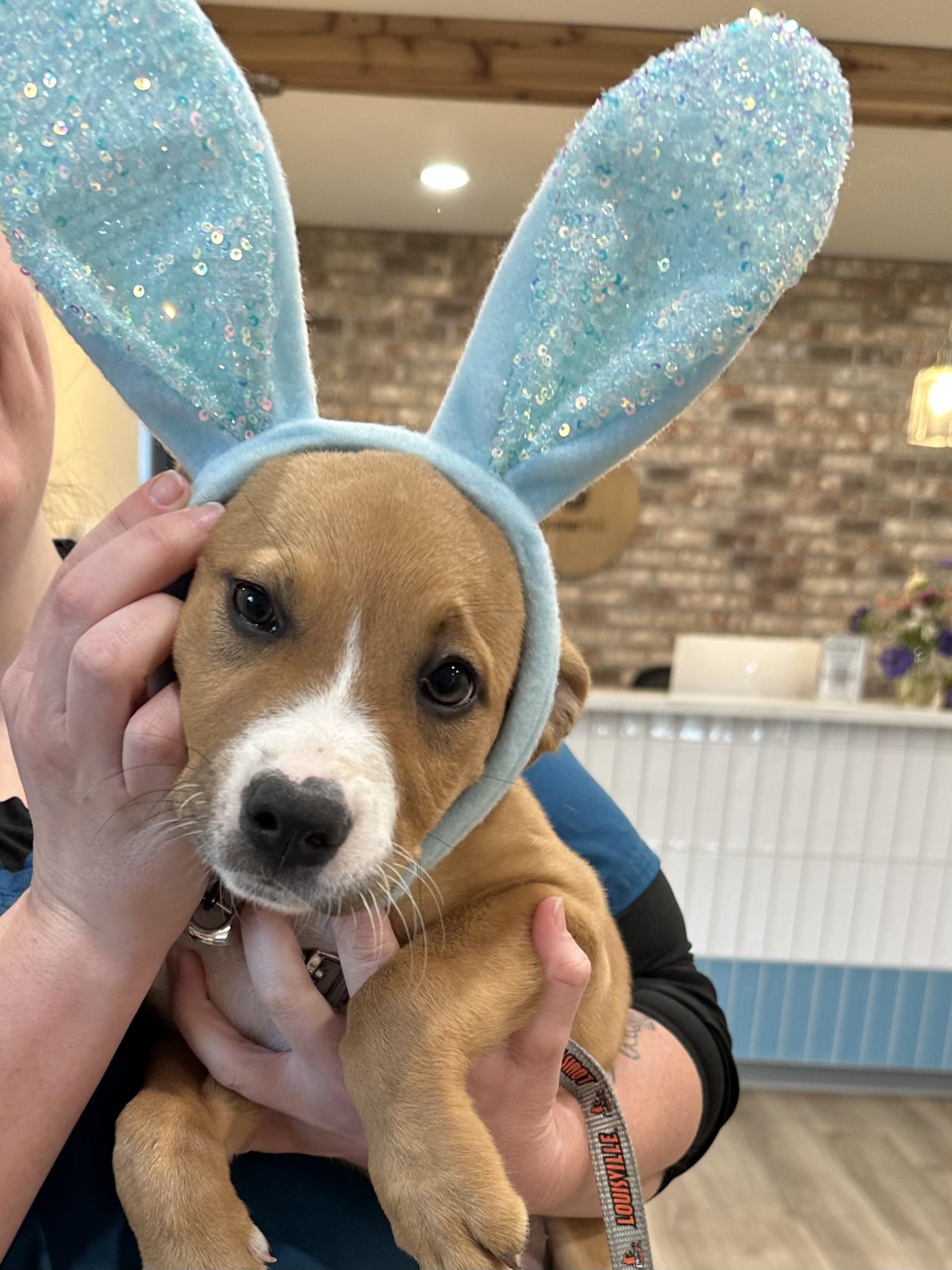 Karma, adopted, Puppy Female Boxer.