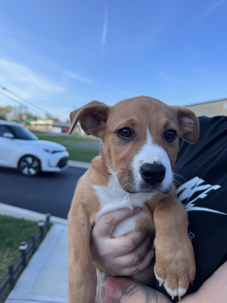 Enlarge Karma, an adopted mixed breed in Somerset, KY image 2/2