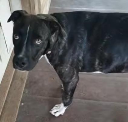Enlarge Laurie, a Adoptable mixed breed in Lafayette, LA image 5/6