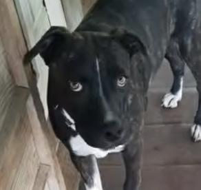 Laurie, Adoptable, Young Female Labrador Retriever.