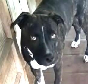 Enlarge Laurie, a Adoptable mixed breed in Lafayette, LA image 1/6