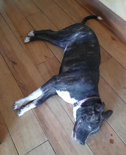 Enlarge Laurie, a Adoptable mixed breed in Lafayette, LA image 2/6