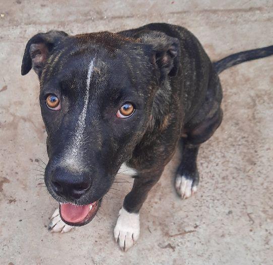 Enlarge Laurie, a Adoptable mixed breed in Lafayette, LA image 4/6