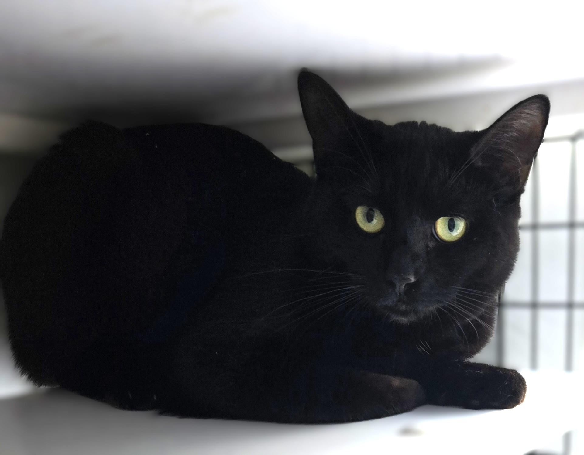 Kylie, Adoptable, Young Female Domestic Short Hair.