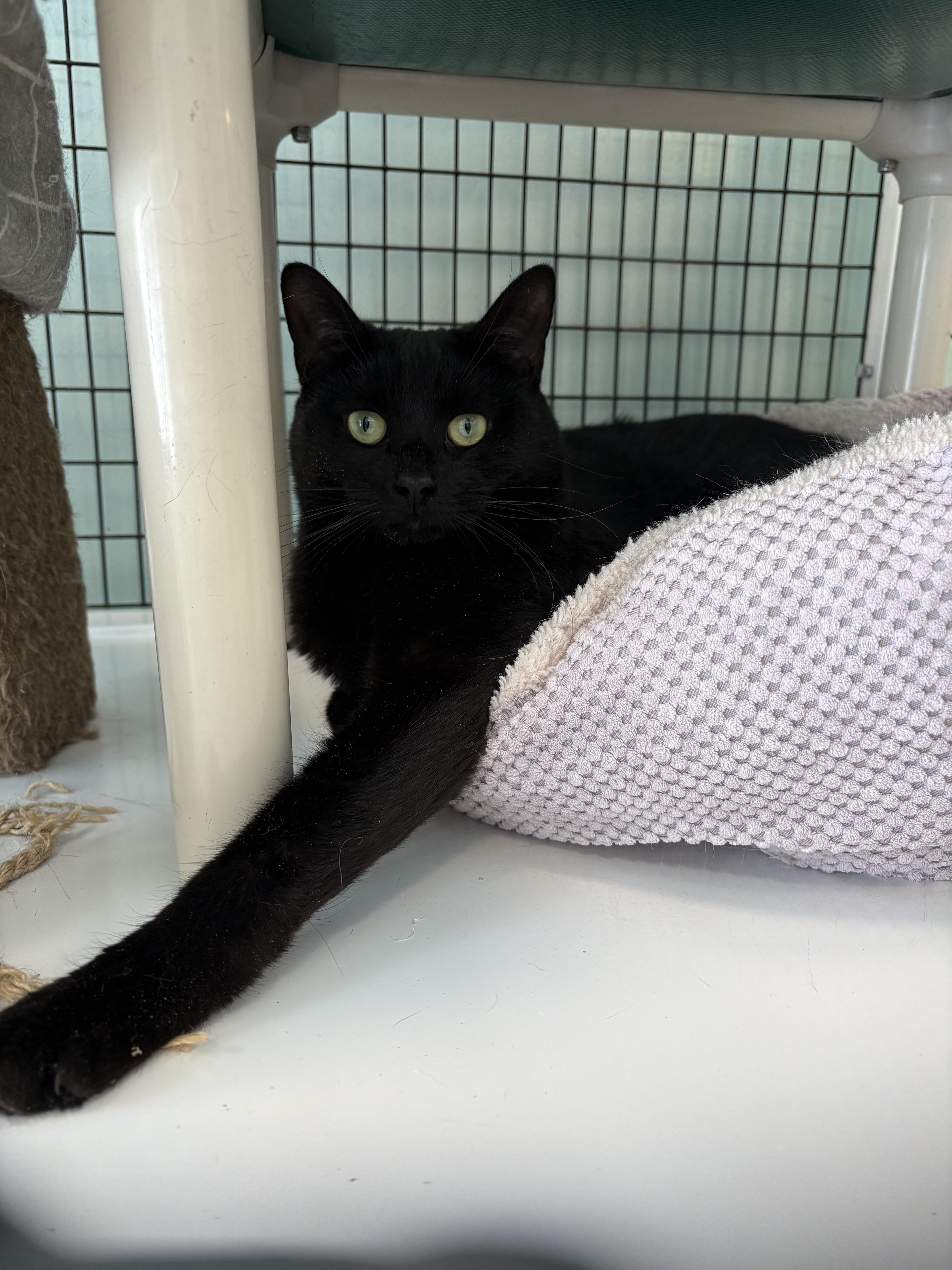 Enlarge Kylie, a Adoptable Domestic Short Hair in Warwick, NY image 2/2