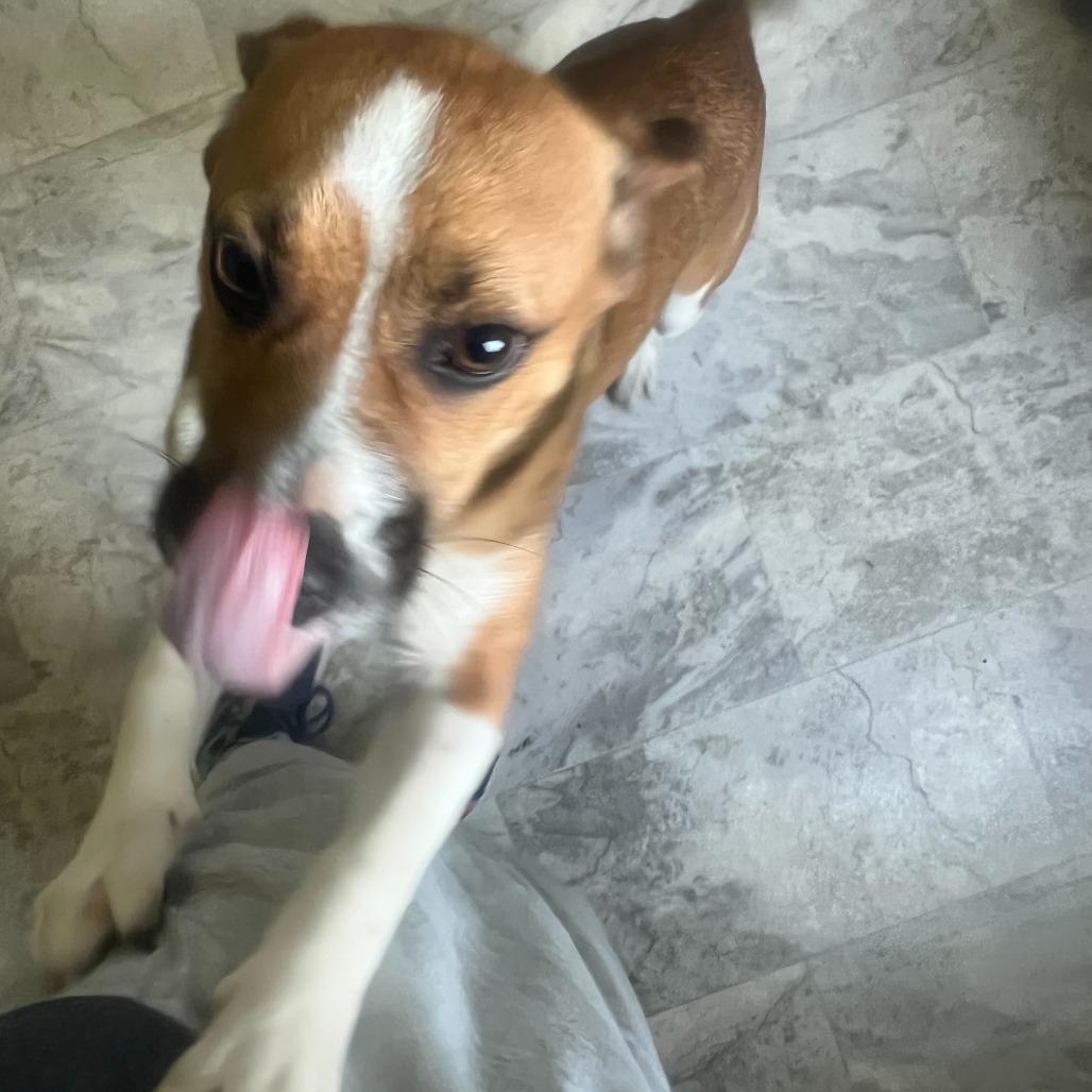 Bingo, Adoptable, Young Male Beagle & Mixed Breed.