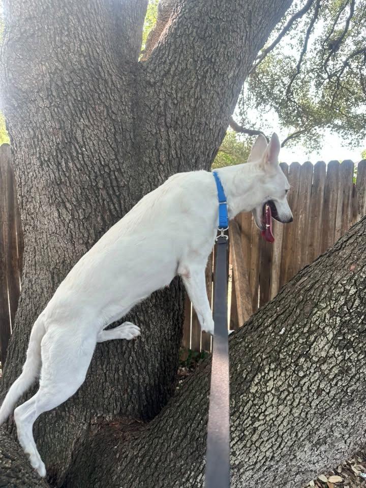 Winter, Adopted, Adult Female White German Shepherd.