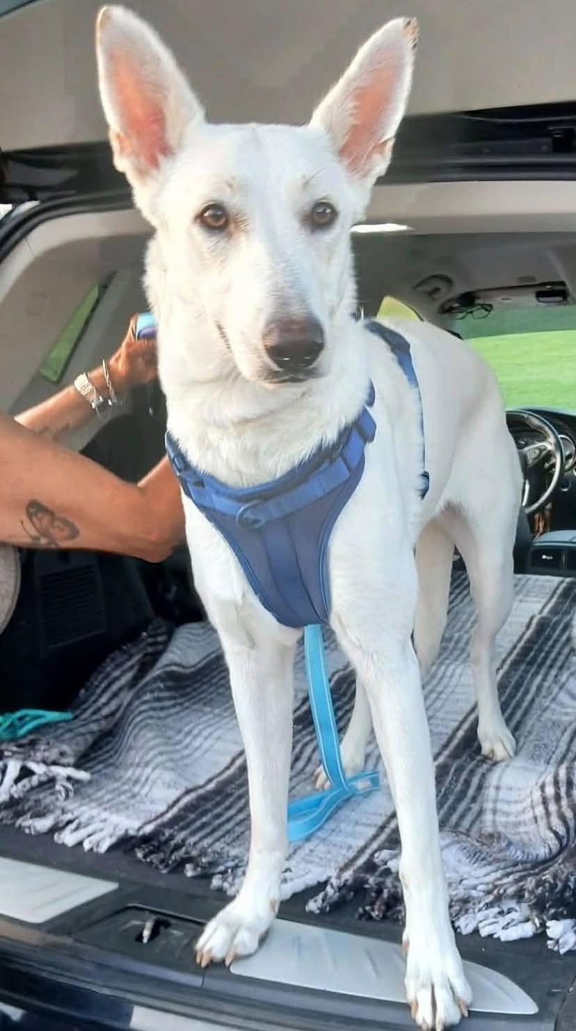 Enlarge Winter, a Adopted White German Shepherd in Londonderry, NH image 2/3
