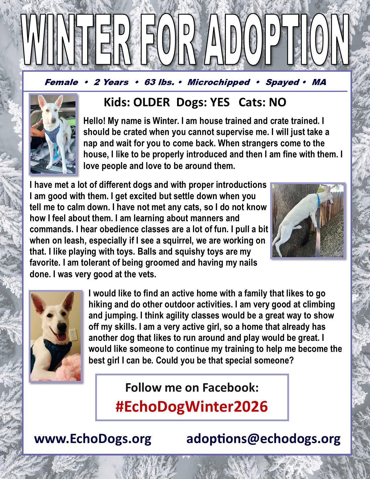 Enlarge Winter, a Adopted White German Shepherd in Londonderry, NH image 3/3