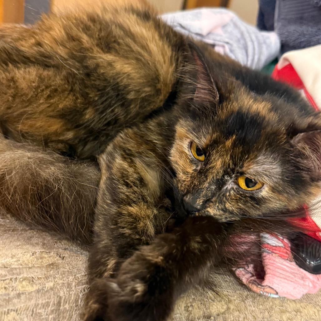 MJ, Adoptable, Adult Female Domestic Medium Hair.