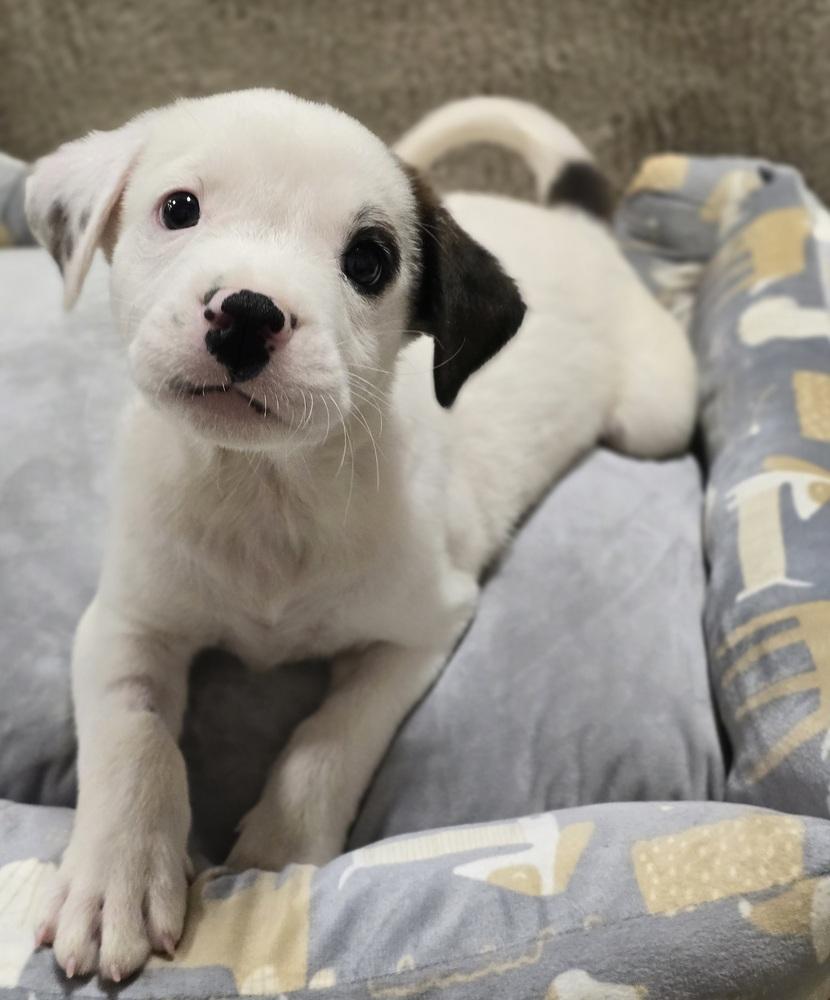 Nacho, Adoptable, Puppy Male American Staffordshire Terrier.
