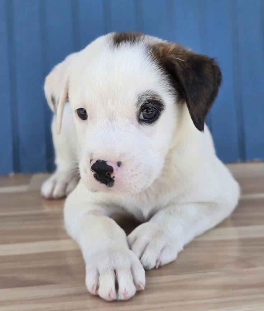 Enlarge Nacho, a Adoptable mixed breed in Sedalia, CO image 2/4