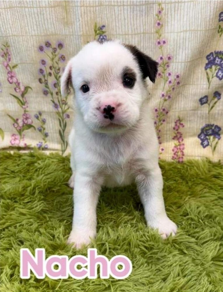 Enlarge Nacho, a Adoptable mixed breed in Sedalia, CO image 4/4