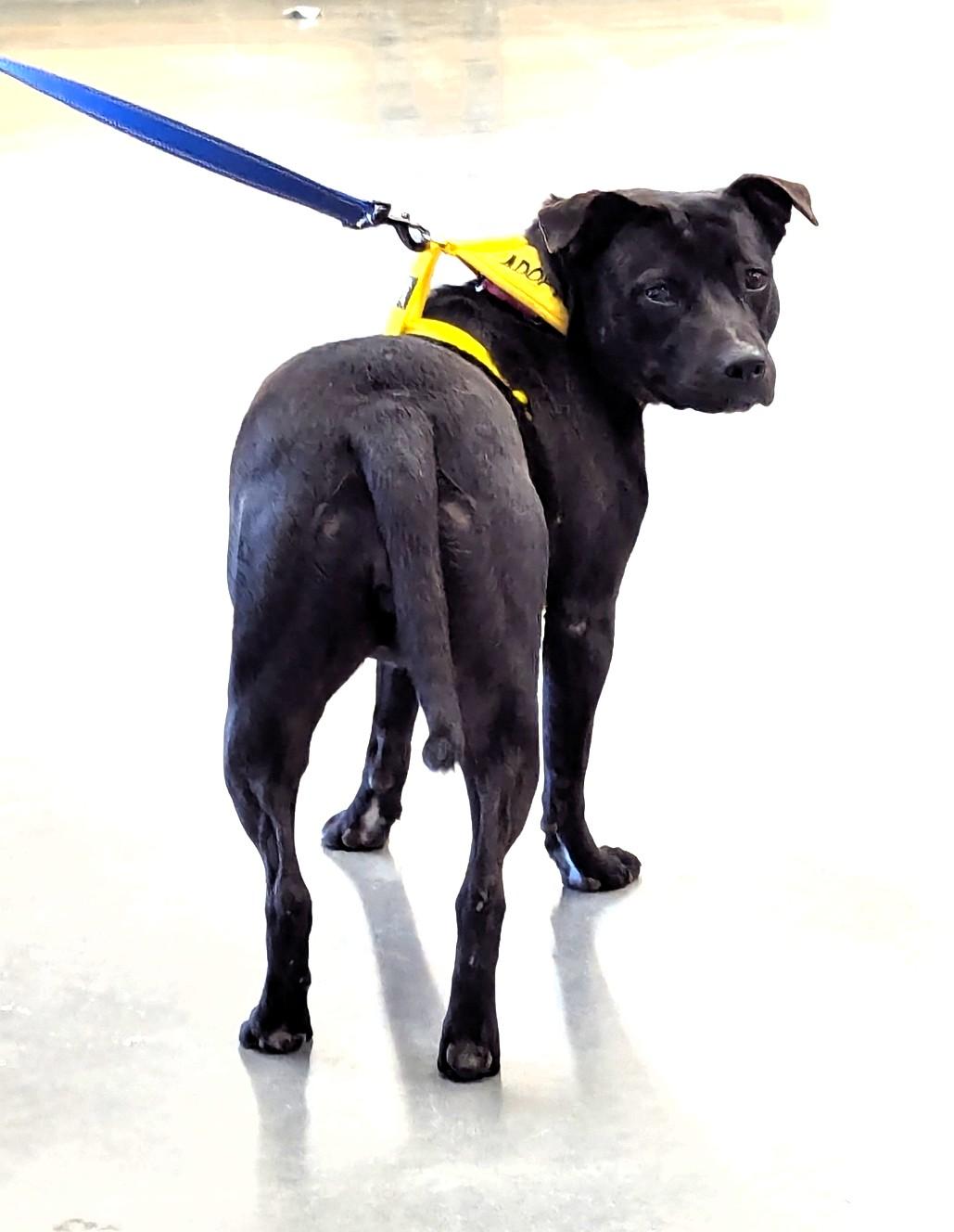 Enlarge Athena, a Adoptable Bulldog in Milner, GA image 2/4