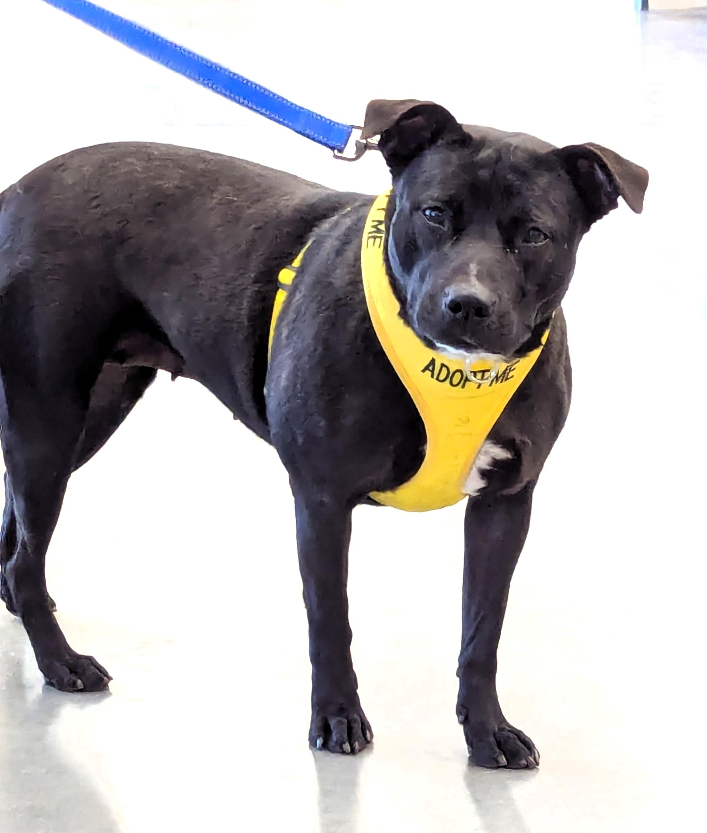 Enlarge Athena, a Adoptable Bulldog in Milner, GA image 3/4