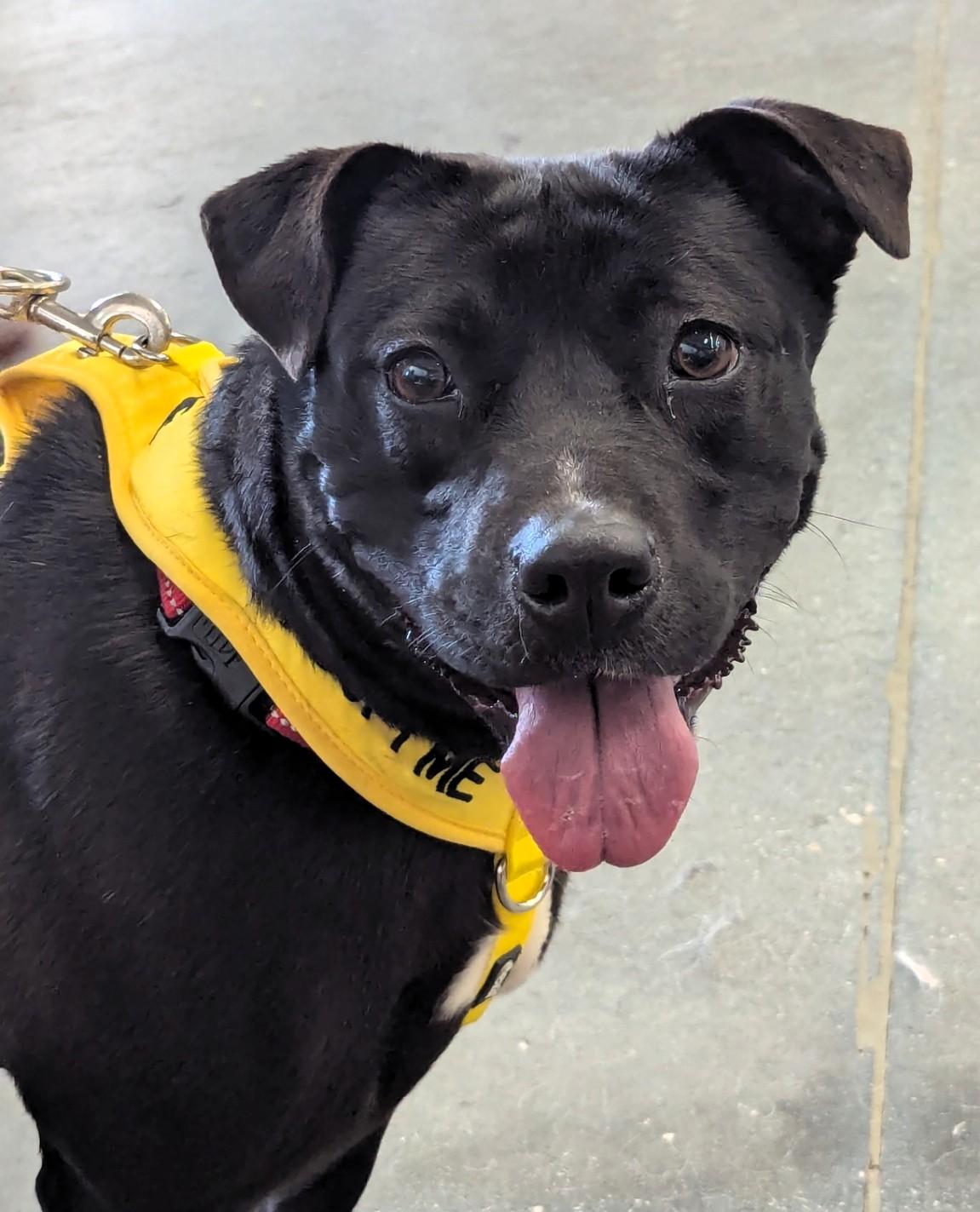 Enlarge Athena, a Adoptable Bulldog in Milner, GA image 1/4