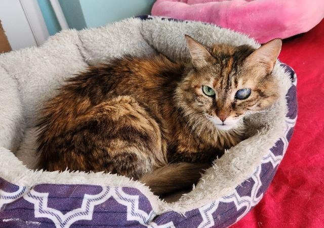 Enlarge Layla, a Adoptable Domestic Medium Hair in Philadelphia, PA image 2/5