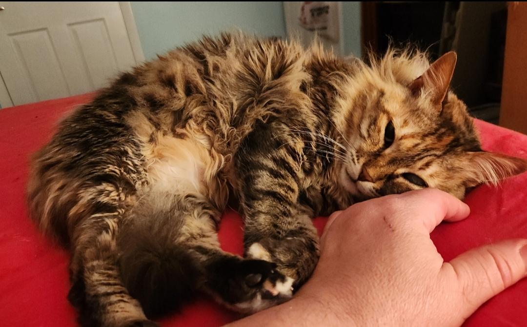 Layla, Adoptable, Senior Female Domestic Medium Hair.