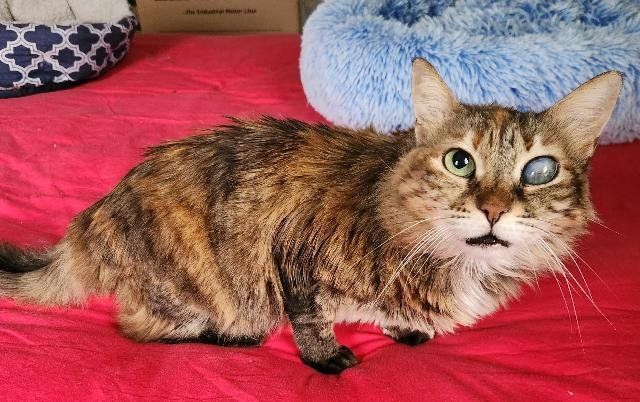 Enlarge Layla, a Adoptable Domestic Medium Hair in Philadelphia, PA image 4/5