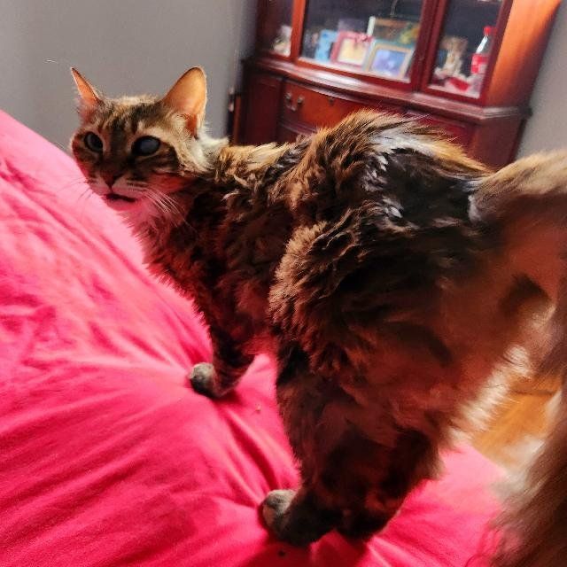 Enlarge Layla, a Adoptable Domestic Medium Hair in Philadelphia, PA image 5/5