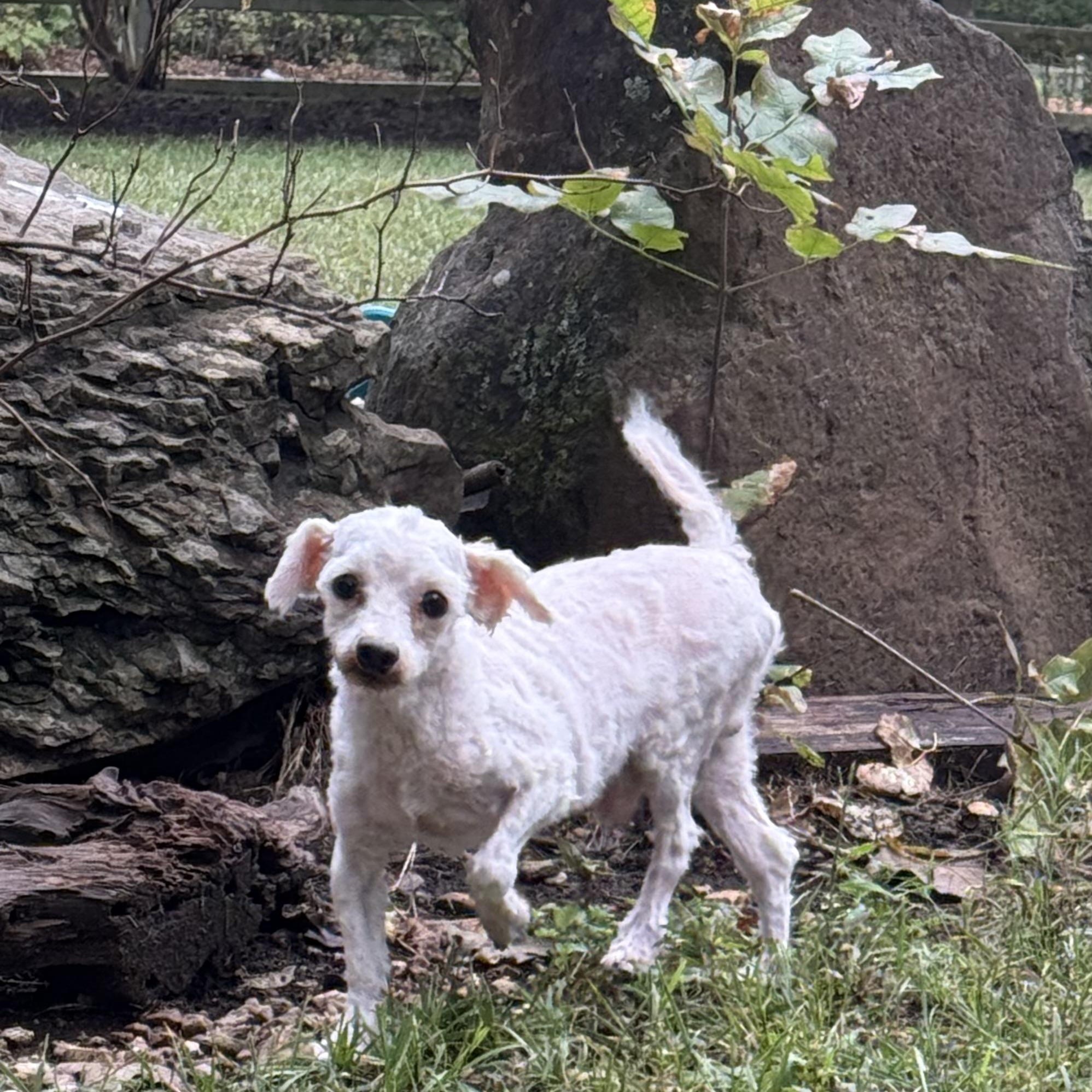 CHICO, Adoptable, Adult Male Maltese.
