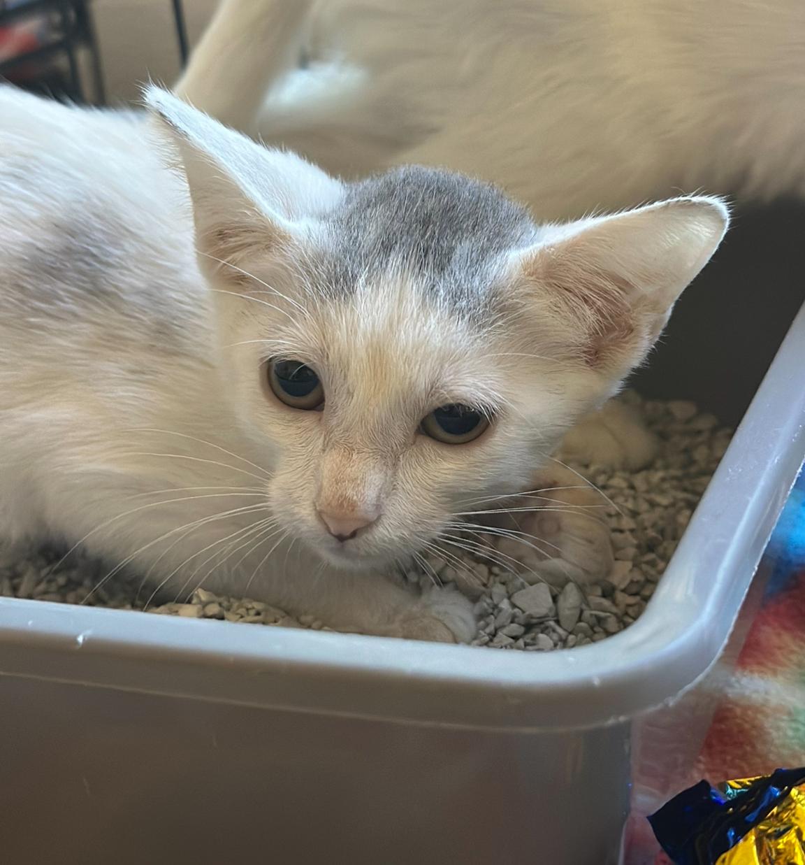 Whitney 4533, Adoptable, Kitten Female Domestic Short Hair.