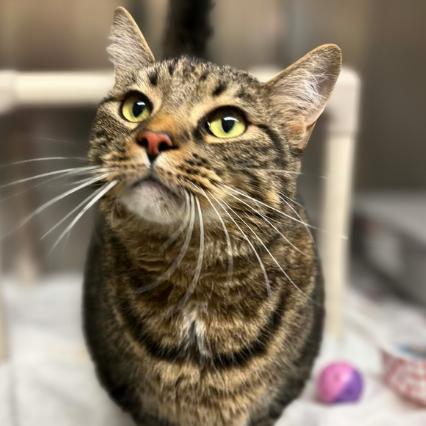 Gage, Adoptable, Adult Male Domestic Short Hair.