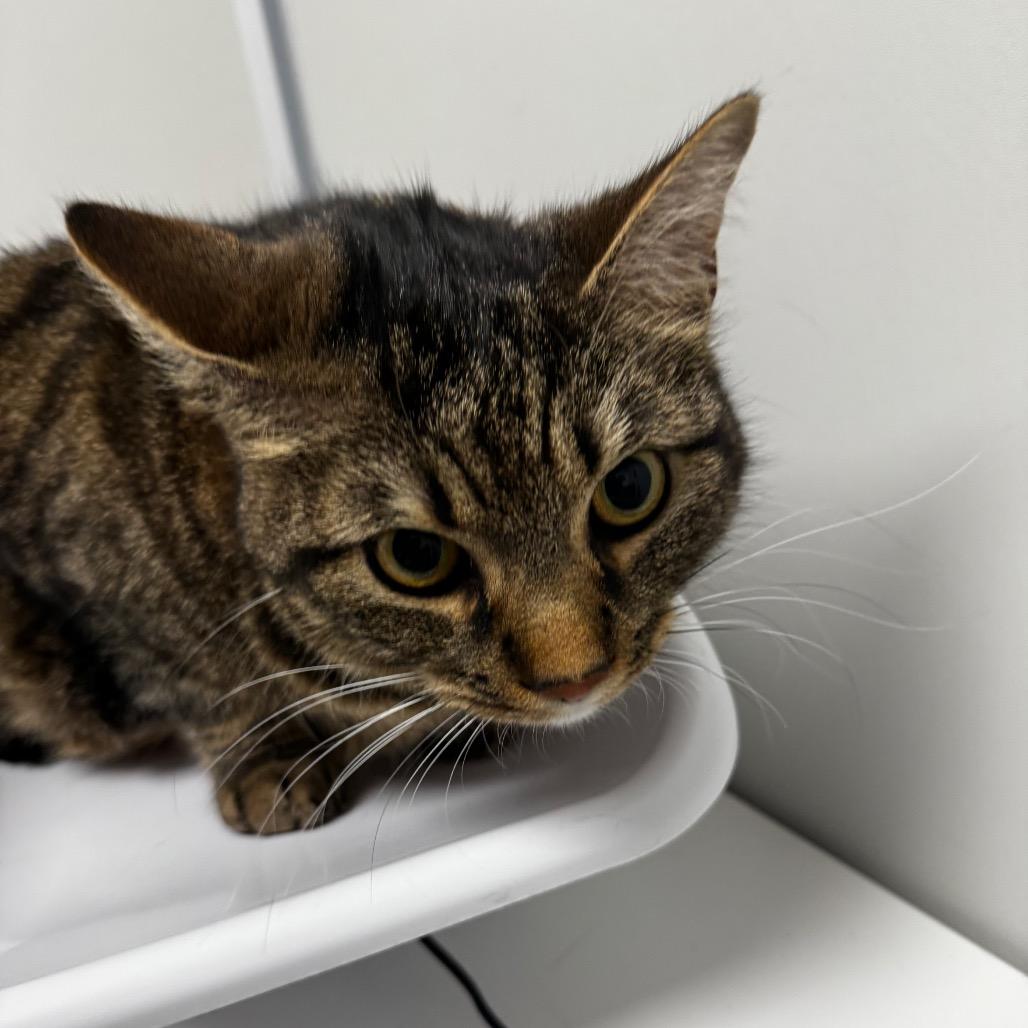 Enlarge Gage, a Adoptable Domestic Short Hair in Concord, NC image 2/2