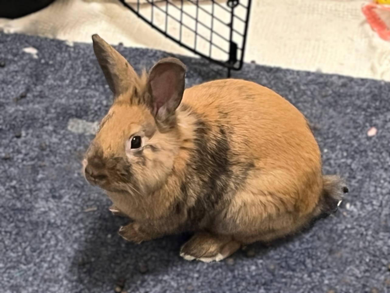 RALPH, Adoptable, Young Male Bunny Rabbit.