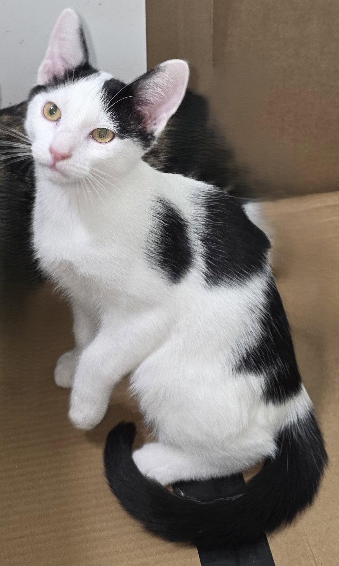 Toeby H, Adoptable, Young Male Domestic Short Hair.