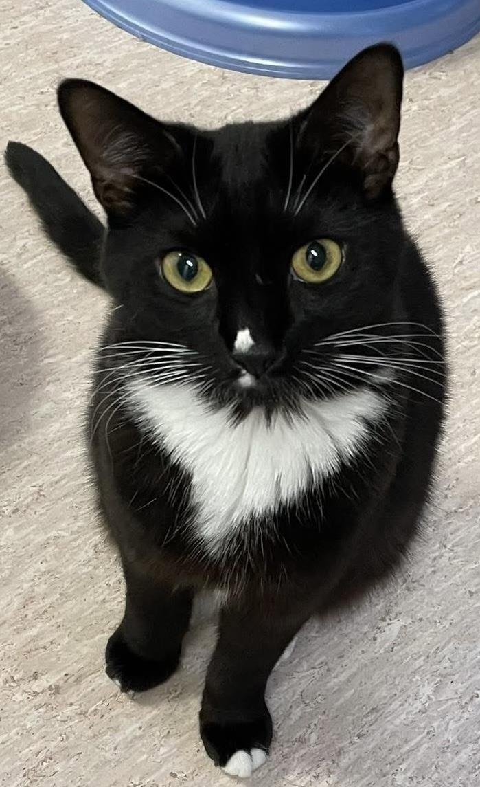 Lalla, Adoptable, Adult Female Domestic Short Hair.