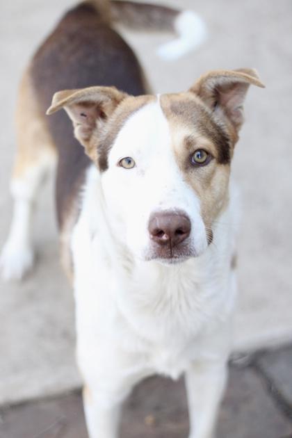 Enlarge Copper, a Adoptable mixed breed in Fort Worth, TX image 1/3