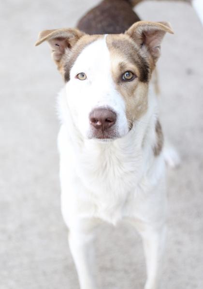 Enlarge Copper, a Adoptable mixed breed in Fort Worth, TX image 2/3