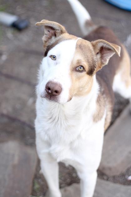 Enlarge Copper, a Adoptable mixed breed in Fort Worth, TX image 3/3