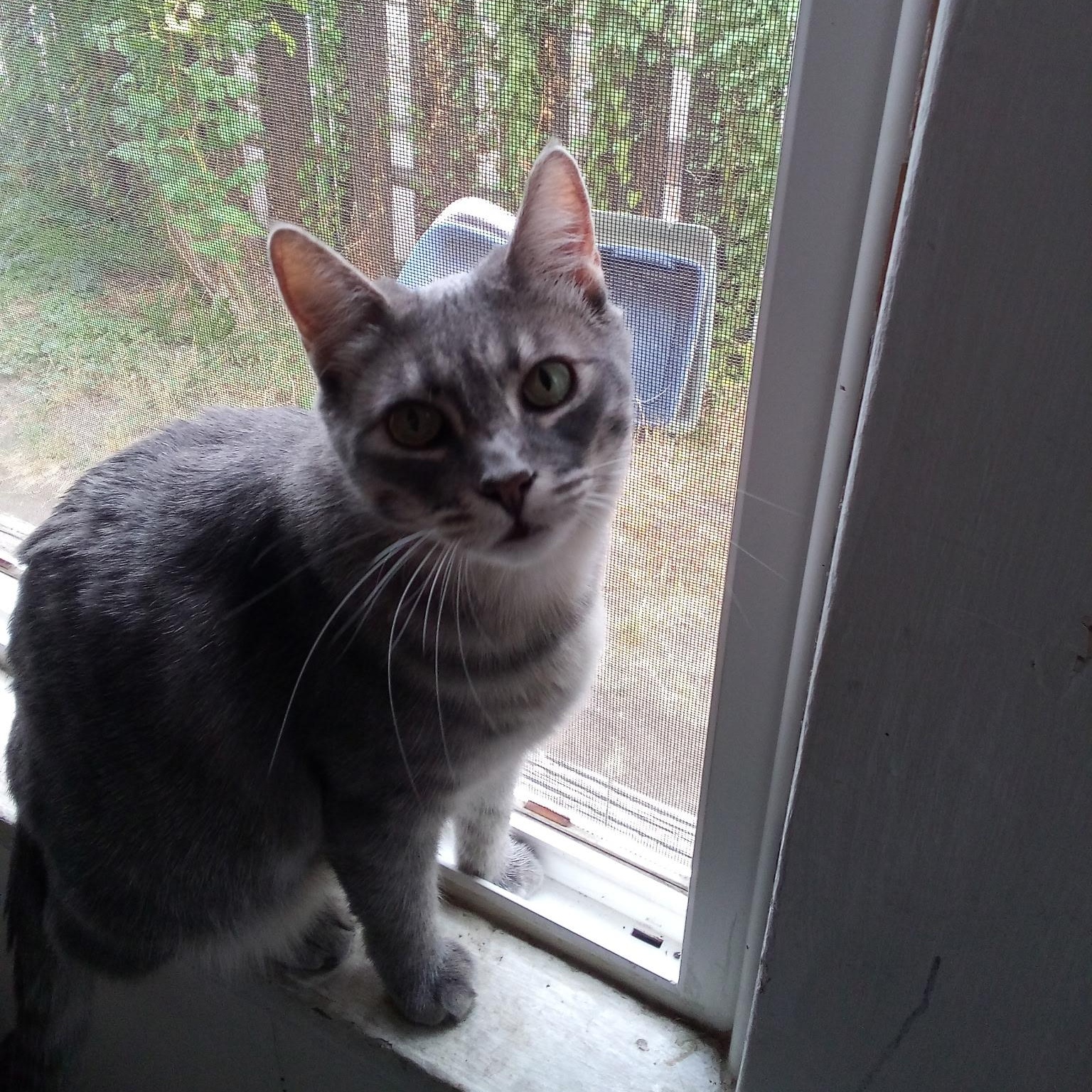 Prissy, an adoptable Domestic Short Hair in Union Gap, WA, 98903 | Photo Image 1