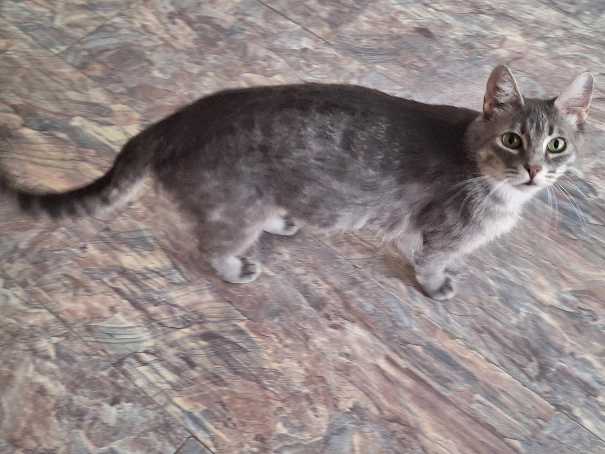 Prissy, an adoptable Domestic Short Hair in Union Gap, WA, 98903 | Photo Image 1