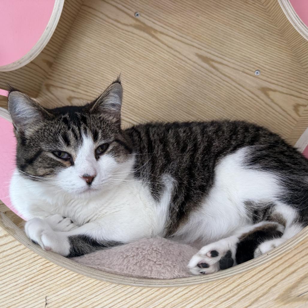 Wendy, a Adoptable Domestic Short Hair in Granville, OH image 1/6