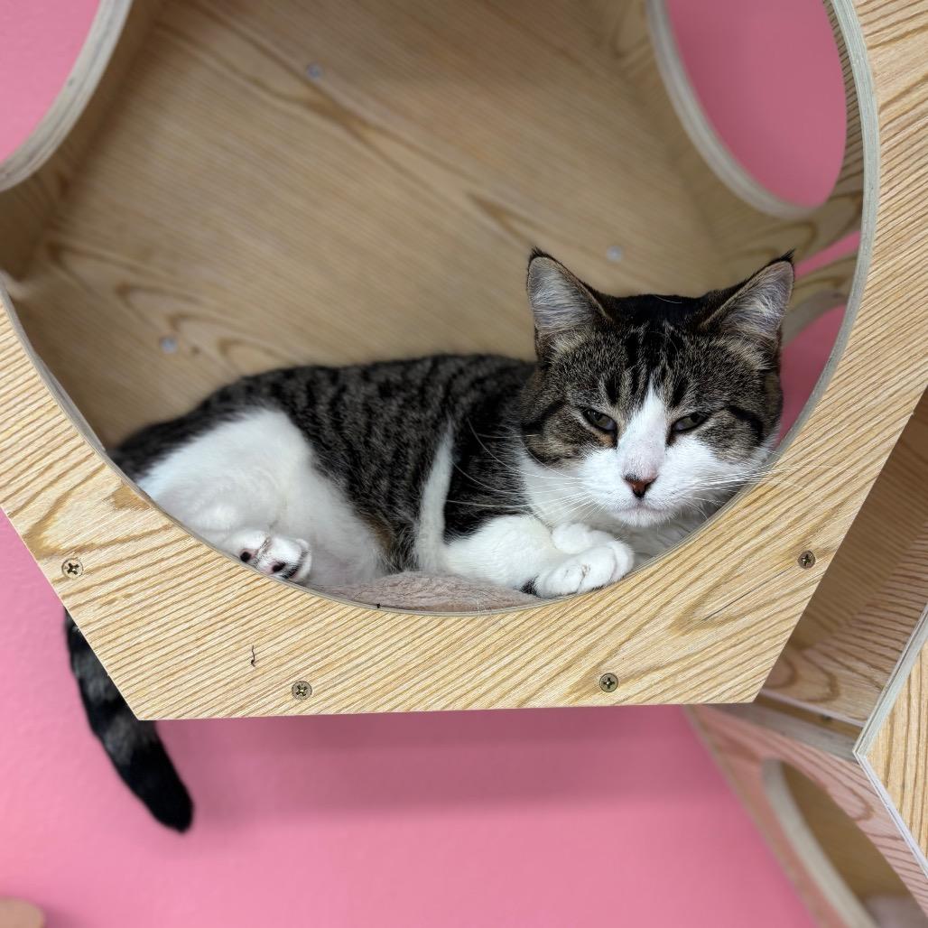 Wendy, a Adoptable Domestic Short Hair in Granville, OH image 2/6
