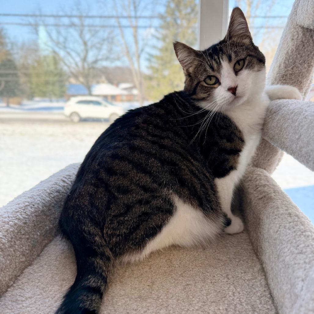 Enlarge Wendy, a Adoptable Domestic Short Hair in Granville, OH image 3/6