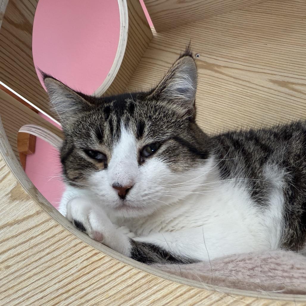 Wendy, a Adoptable Domestic Short Hair in Granville, OH image 3/6