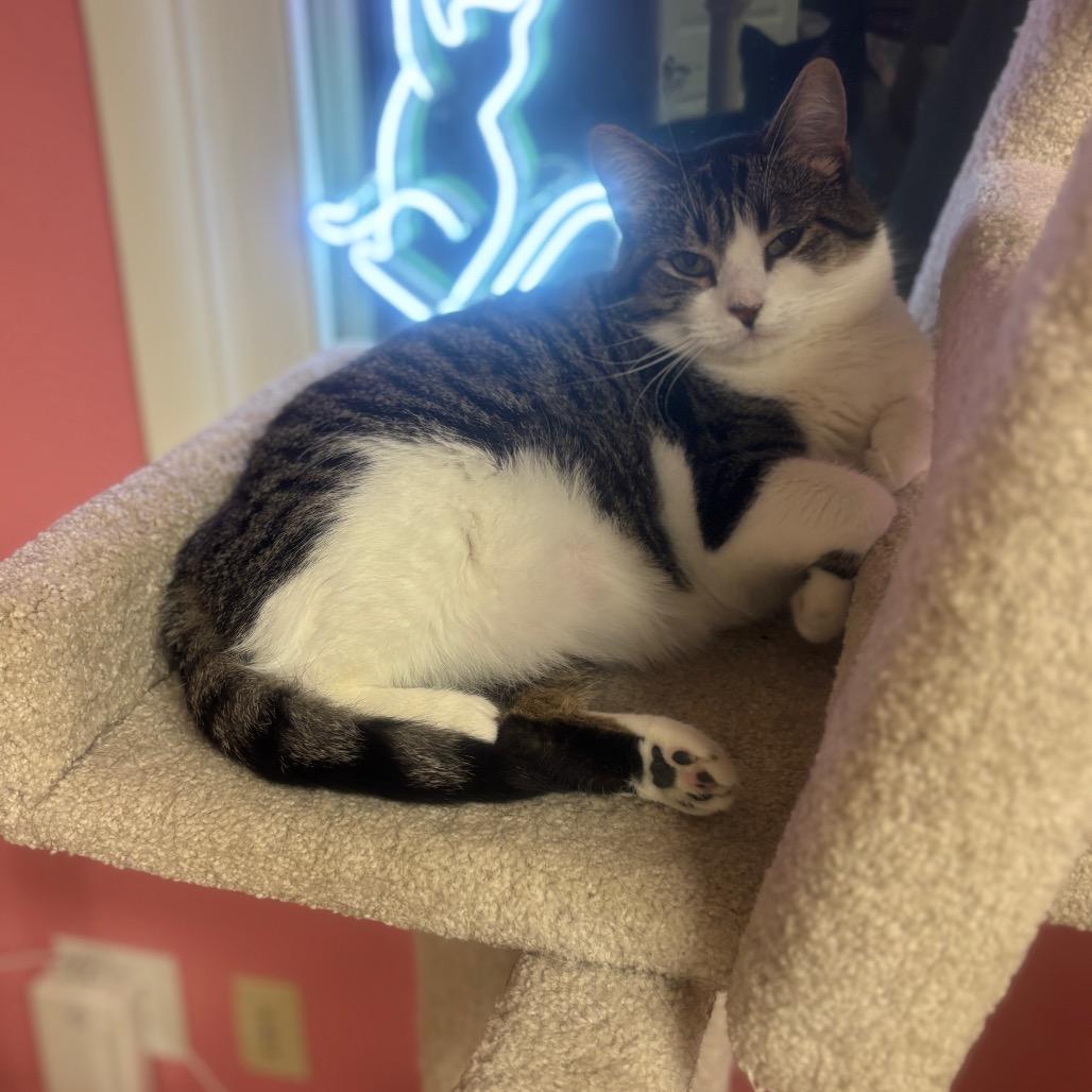 Wendy, a Adoptable Domestic Short Hair in Granville, OH image 4/6