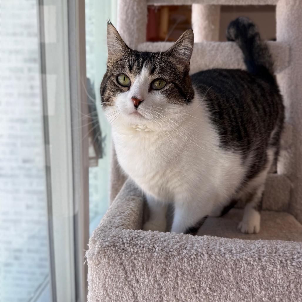 Enlarge Wendy, a Adoptable Domestic Short Hair in Granville, OH image 5/6