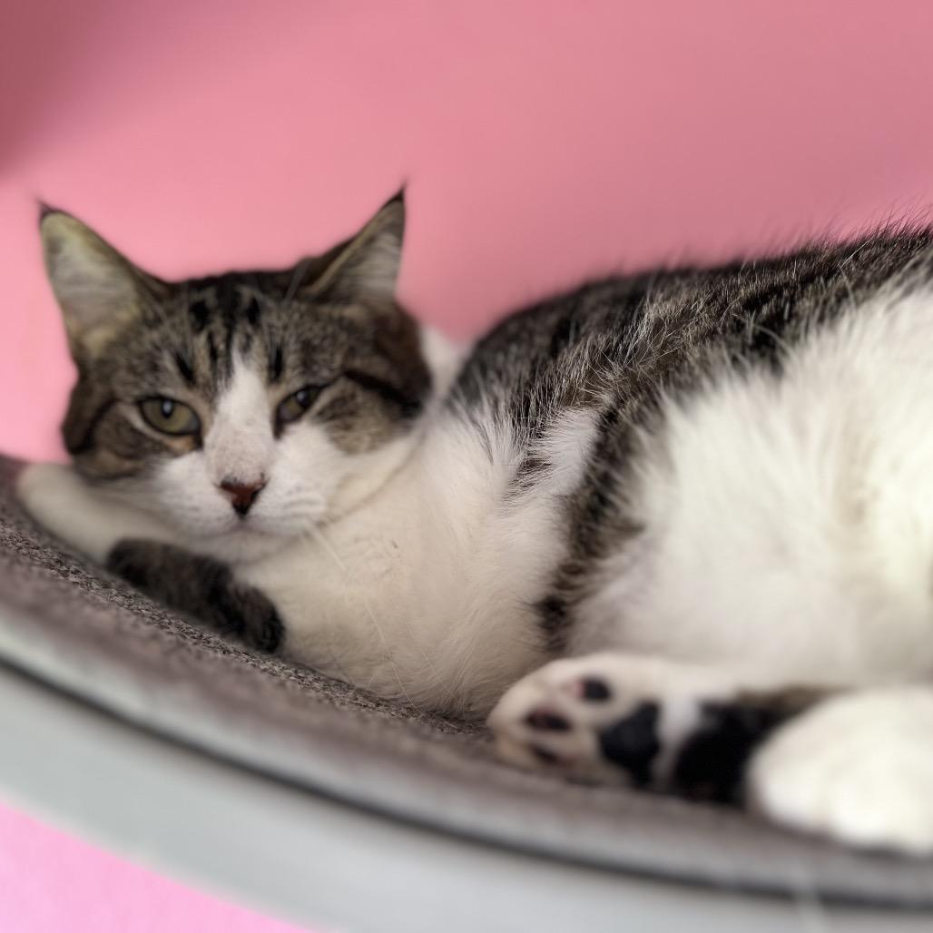 Wendy, a Adoptable Domestic Short Hair in Granville, OH image 5/6