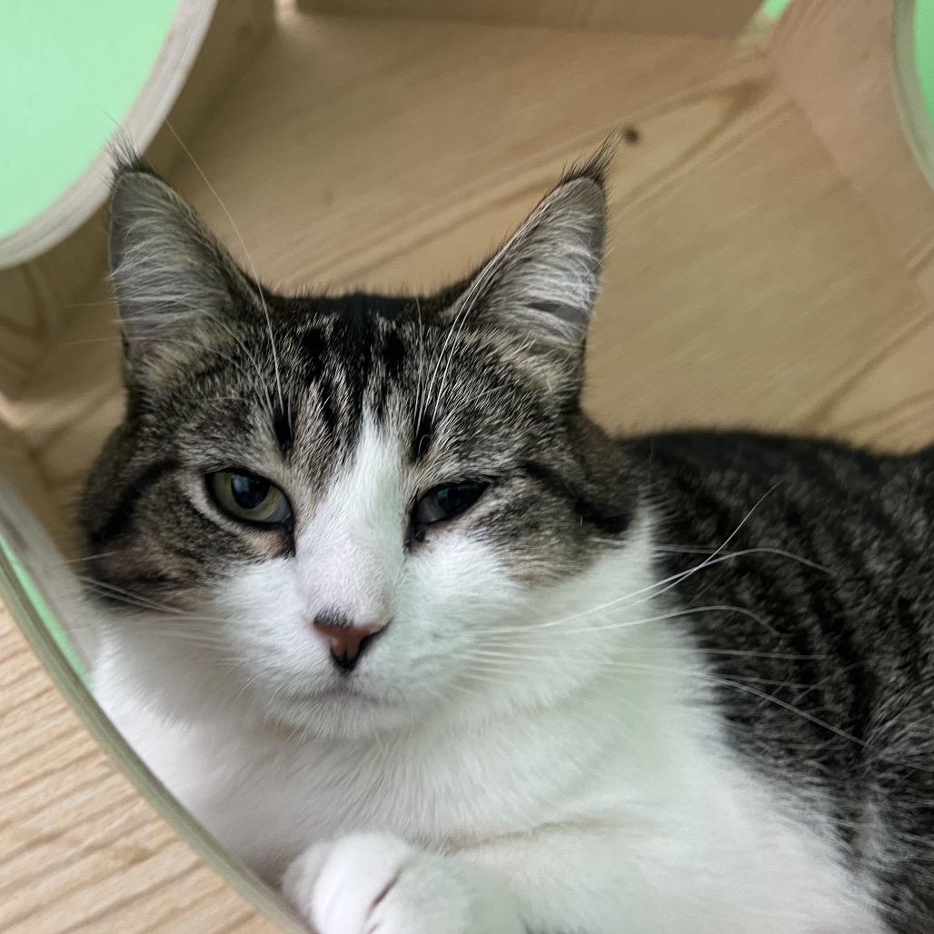 Enlarge Wendy, a Adoptable Domestic Short Hair in Granville, OH image 6/6