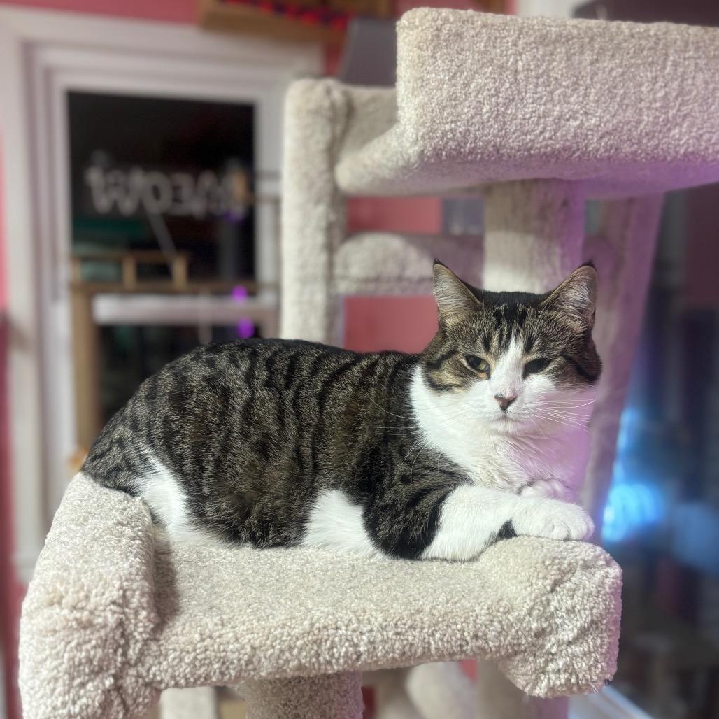 Wendy, a Adoptable Domestic Short Hair in Granville, OH image 6/6