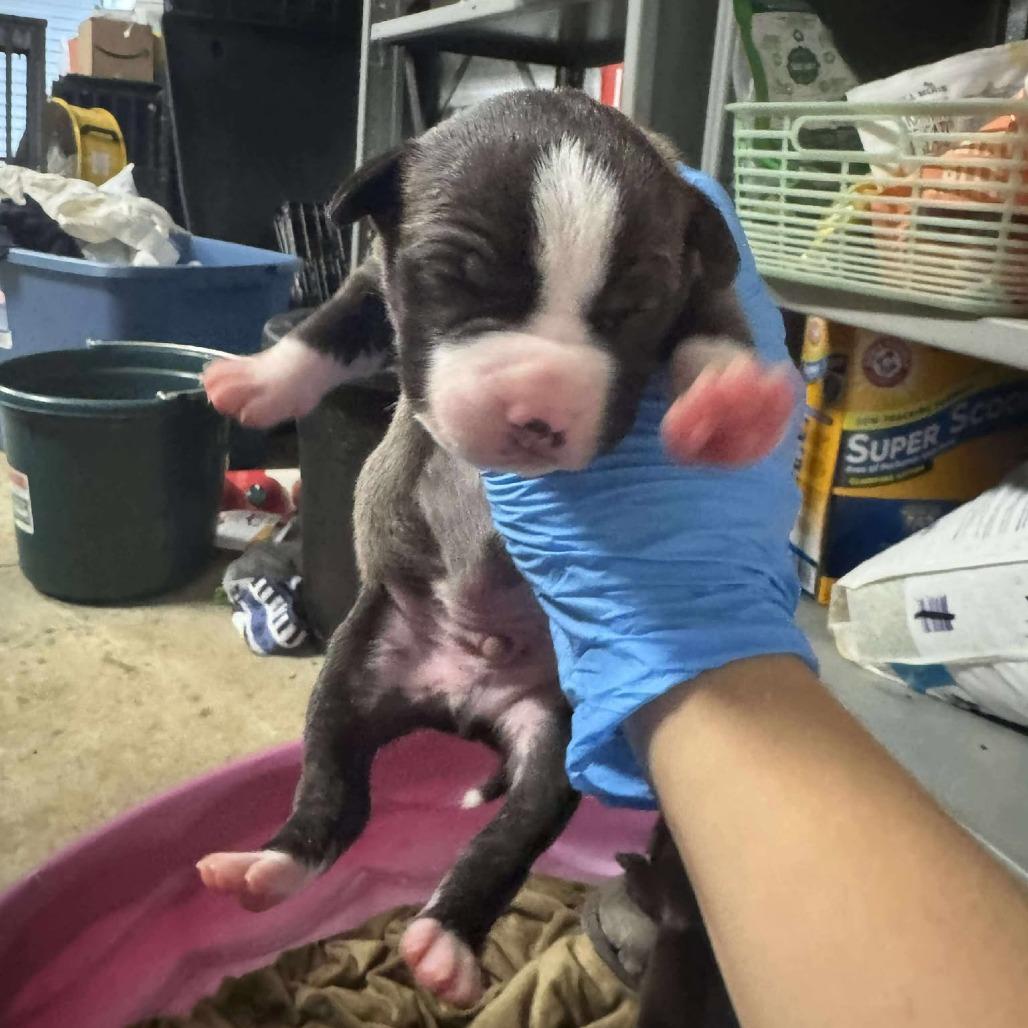 Saffron, Adoptable, Puppy Male Labrador Retriever.