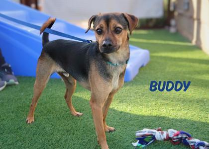 Enlarge Buddy, a Adoptable mixed breed in Scottsdale, AZ image 1/3